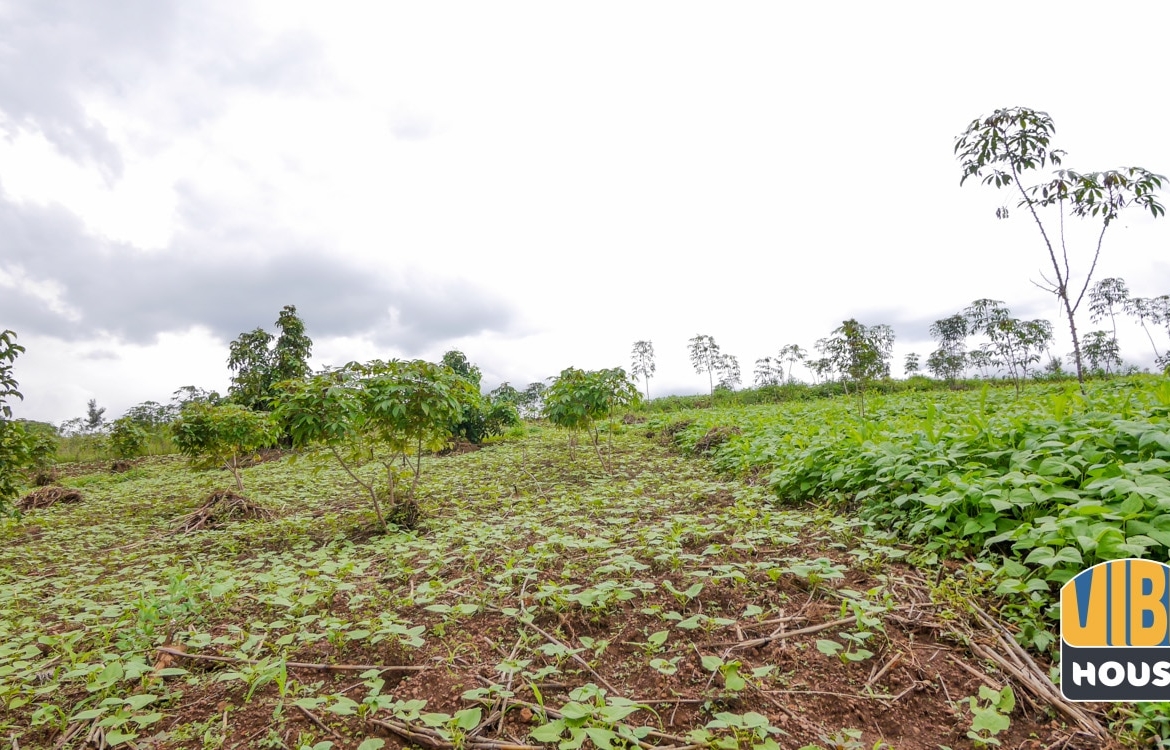 Fertile plot of land for sale in Rusororo, Kigali